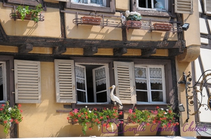 Colmar