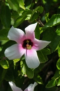 Fleurs