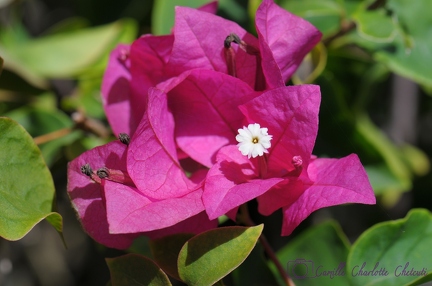 Fleurs
