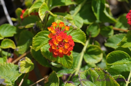Fleurs