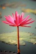 Fleurs