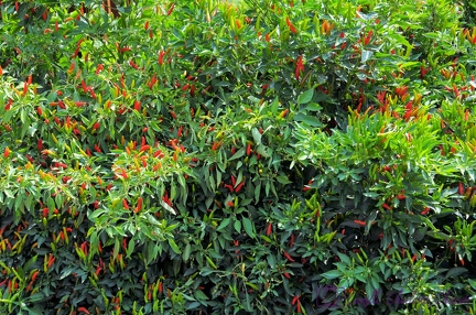 Expo Universelle Milan