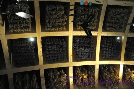 Expo Universelle Milan