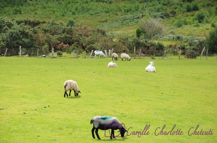Irlande