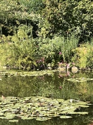 Jardins de Claude Monet