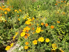 Jardins de Claude Monet
