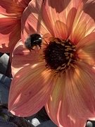 Jardins de Claude Monet